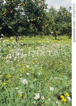 Pesticide orange field 21367177