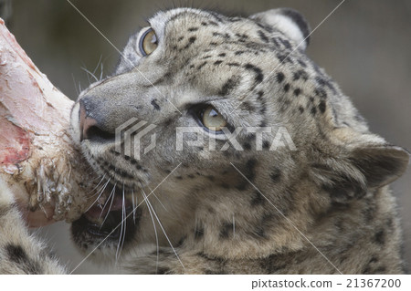 Snow leopard Snow leopard 21367200