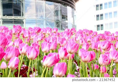 Urban tulips Urban tulips 21367452