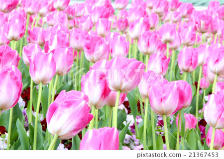 鬱金香領域 21367453