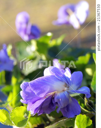 雙花氣味（帕爾瑪紫羅蘭） 21367530