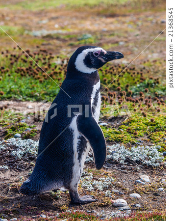 Magellanic Penguin 21368545