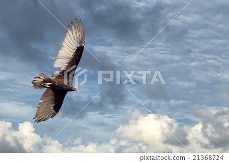 buzzard vulture flying in the deep blue sky 21368724