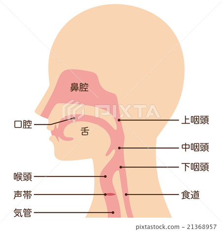 喉部結構的橫截面 21368957