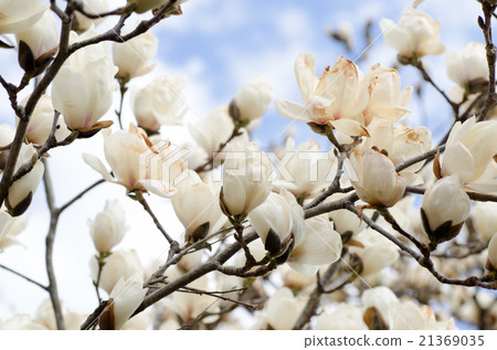 Haku Mokren Haku Mokren 21369035