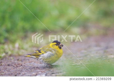 Mahiwa descended to the ground Mahiwa descended to the ground 21369209