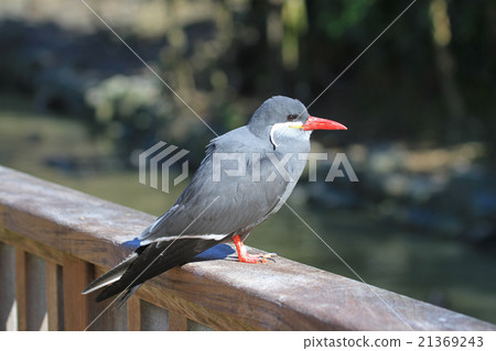 Incarceration 21369243