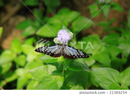 Ryukyu Asagi Madara Ryukyu Asagi Madara 21369254