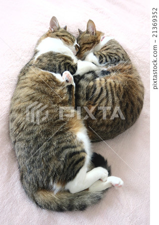 Two cats sleeping asleep 21369352