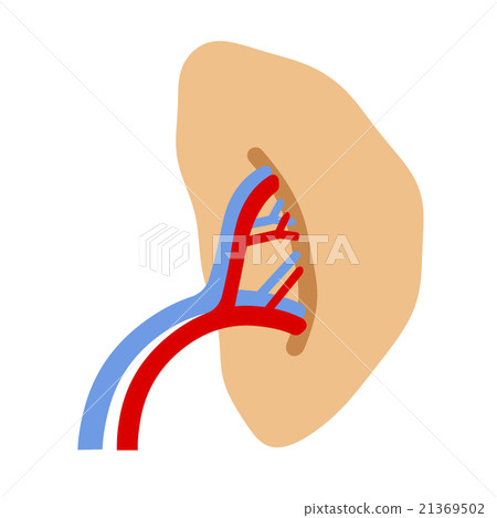 spleen spleen 21369502