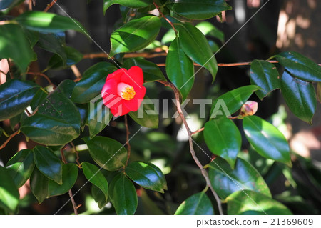 March Flower camellia tree camelliae 37 21369609
