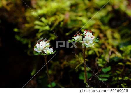 March Flower Hananeko Nome · Yukinoshita Department 84 Mt. Takao · Hasawa 21369636
