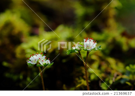 March Flower Hananeko Nome · Yukinoshita Department 85 Mt. Takao · Hasawa 21369637