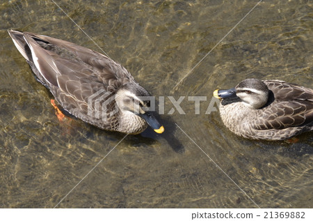 在鴨子談話期間 在鴨子談話期間 21369882