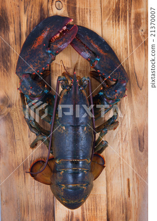 lobster 21370007