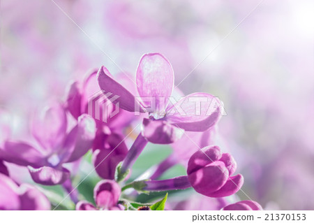 Big flower of lilac 21370153