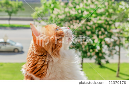 Dreamy red cat looking up 21370178