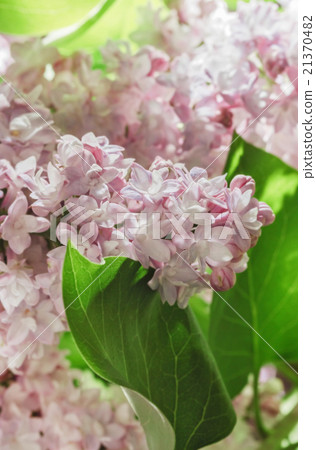 Fresh spring lilac Fresh spring lilac 21370482