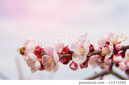 Sakura season Background Sakura season Background 21371089