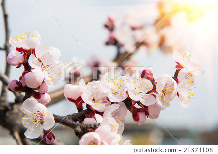 Sakura season Background 21371108