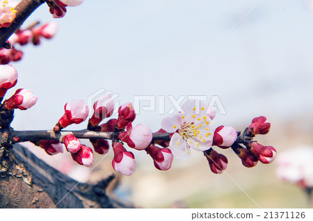 Sakura season Background Sakura season Background 21371126