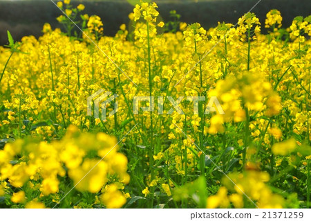 Rape blossoms 21371259