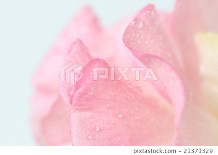 Pink sweet pea 21371329