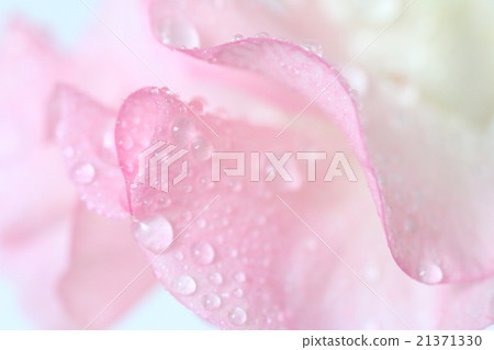 Pink sweet pea 21371330