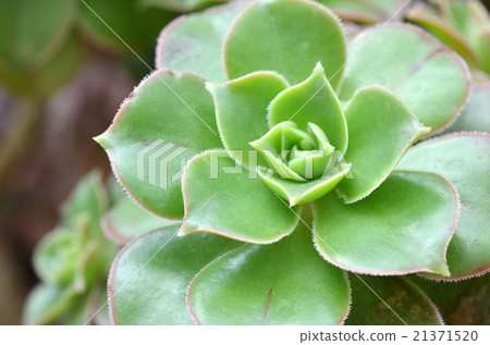 Hen and Chicks Succulent Plant Hen and Chicks Succulent Plant 21371520