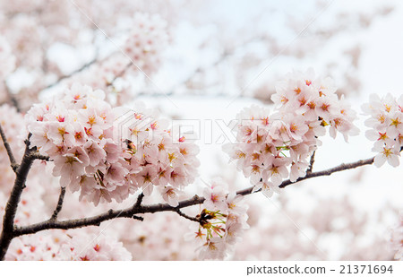 Sakura season in korea,Backgroun 21371694