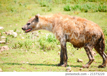 hyena hyena 21373220