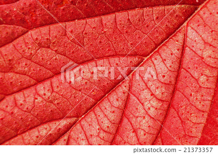 Macro of red leaf. Macro of red leaf. 21373357
