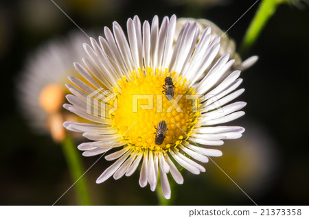 Bee on the flower. Bee on the flower. 21373358