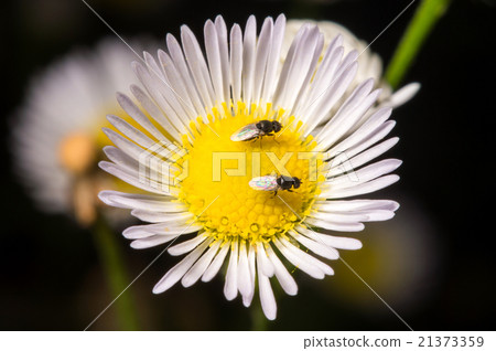 Bee on the flower. Bee on the flower. 21373359