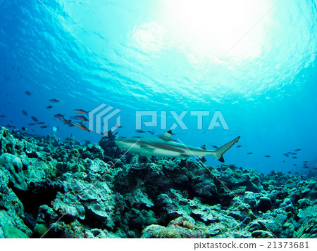 鯊魚的鯊魚 21373681