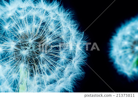 Close up of a dandelion flowers. 21373811