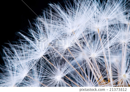 Close up of a dandelion flowers. 21373812