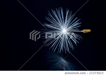 Close up of a dandelion flowers. 21373813