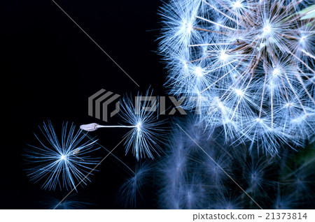 Close up of a dandelion flowers. 21373814