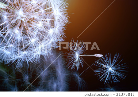 Close up of a dandelion flowers. 21373815