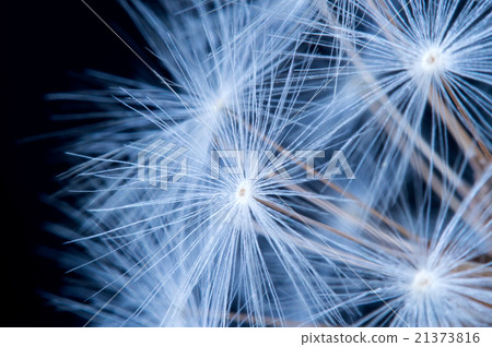 Close up of a dandelion flowers. 21373816