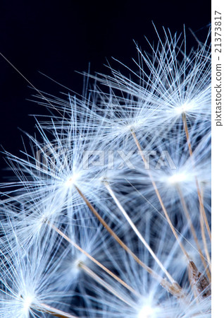 Close up of a dandelion flowers. 21373817