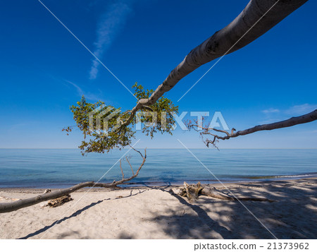 Baltic Sea coast 21373962