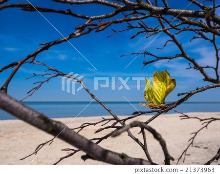 Baltic Sea coast 21373963