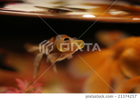 Big blond fish 21374257