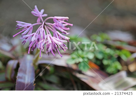 Shojo Bakama 21374425