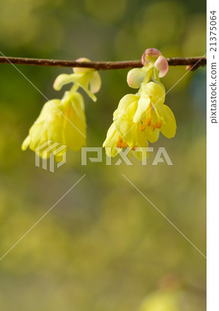 Toshi sickle 21375064