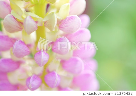 Tayou hauchiwa bean 21375422