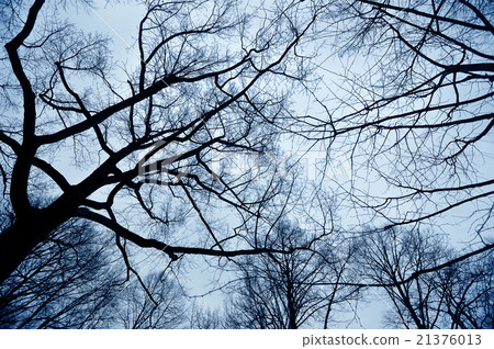 branches of trees on the background of a winter sky 21376013