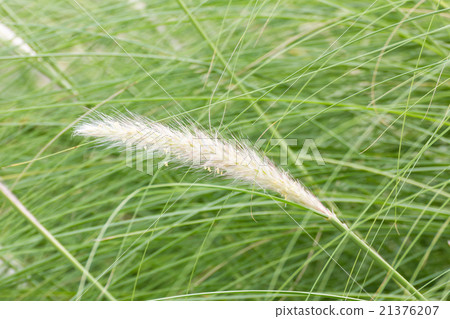 Imperata cylindrica Beauv of Feather grass Imperata cylindrica Beauv of Feather grass 21376207